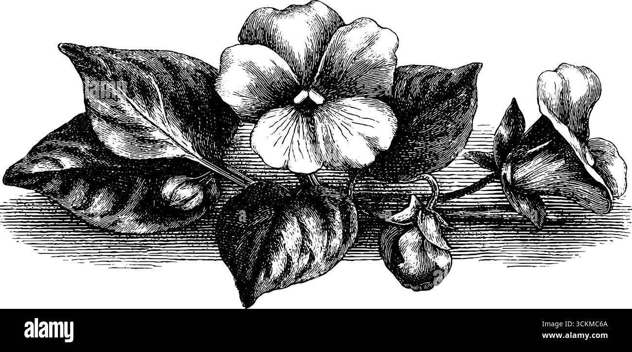 Violet bloom Black and White Stock Photos \u0026 Images - Page 3 - Alamy, image size:1300x726