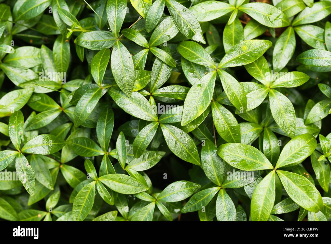 Green leaves closeup background. Fresh natural foliage texture with bright light. Eco friendly nature pattern of healthy plants. Stock Photo