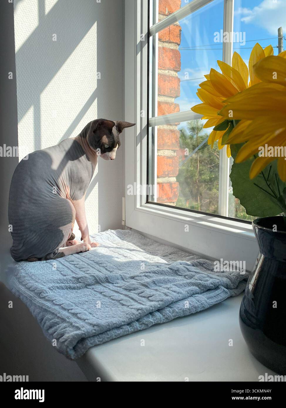 Canadian Sphynx cat sitting on a soft blue blanket on the windowsill, gazing outside. The scene is lit by natural light, creating a calm and reflectiv Stock Photo