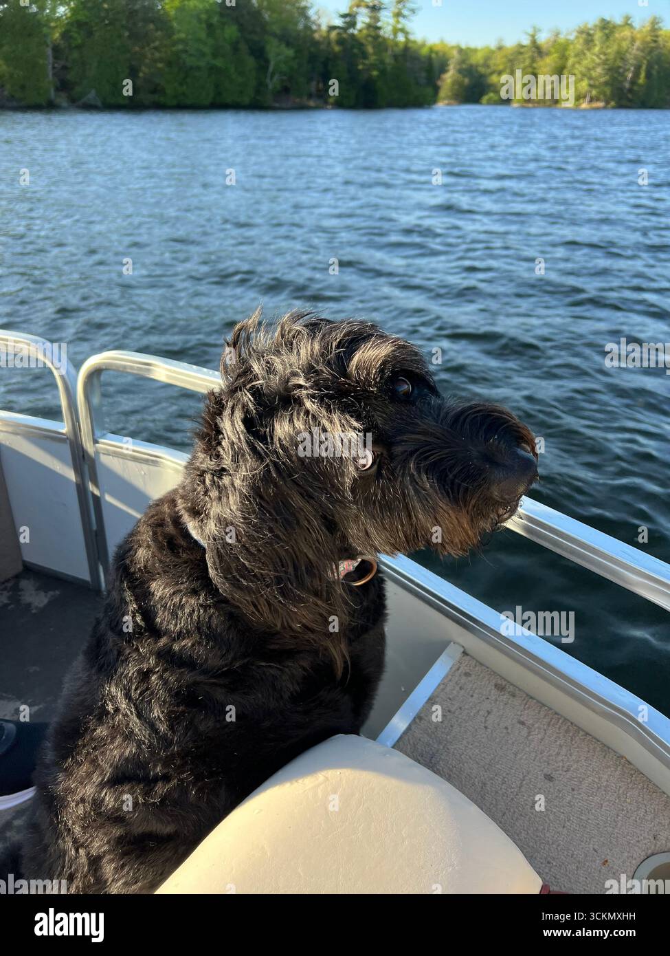 Dog - Smartphone Captured Stock Image