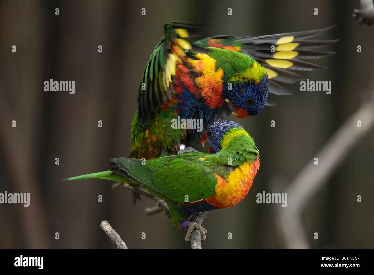 Image result for The Rainbow Lorikeet (Trichoglossus moluccanus) is a species of parrot ...