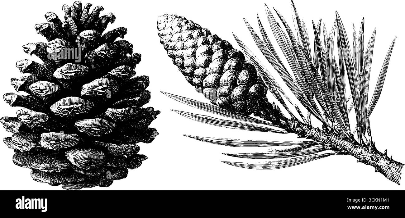 Detailed engraved illustration of pine cone and opened cone with ...