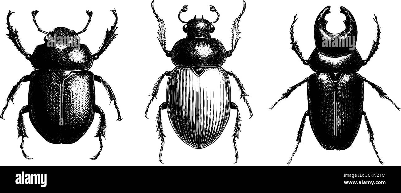 Engraved insect illustrations featuring beetle and scarab set for print ...