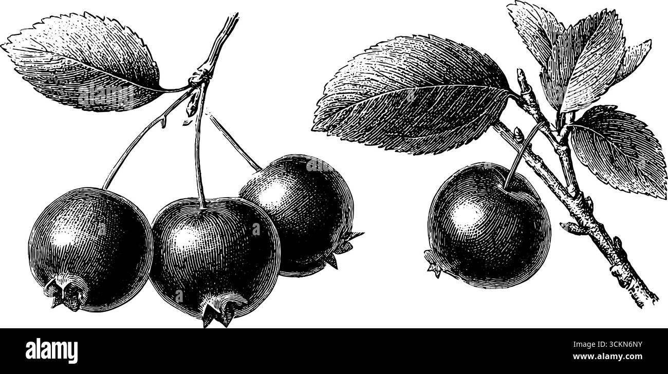 Engraved botanical illustration of cranberries with leaves for design and print. Stock Vector