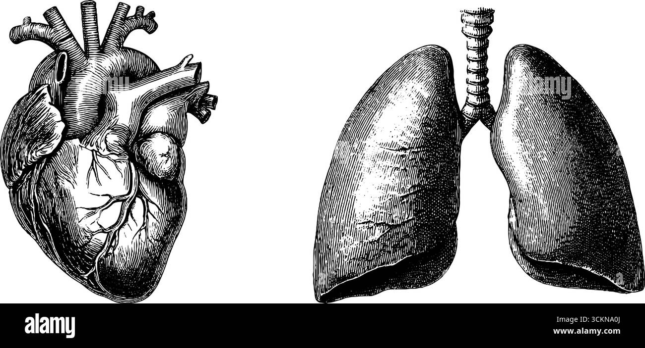 Engraved anatomical illustration set of human heart and lungs for ...