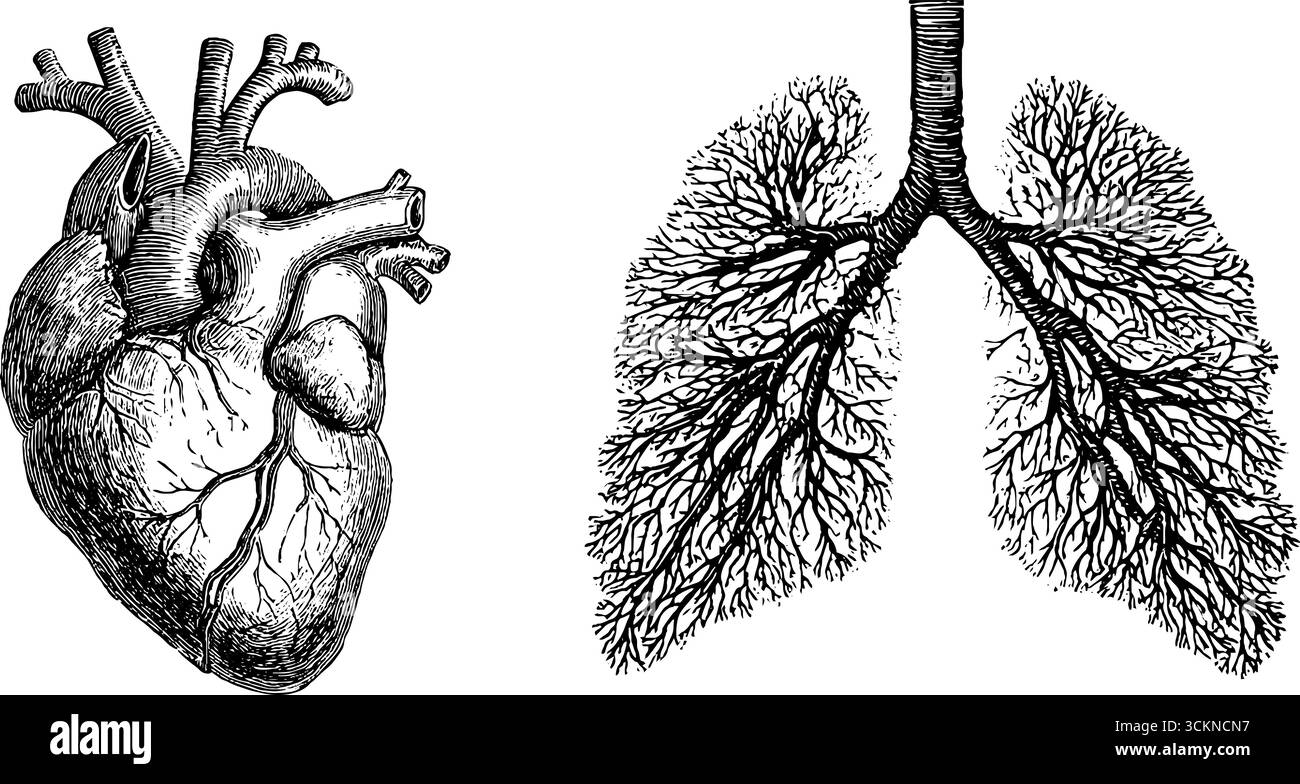 Lungs diagram Black and White Stock Photos & Images - Alamy