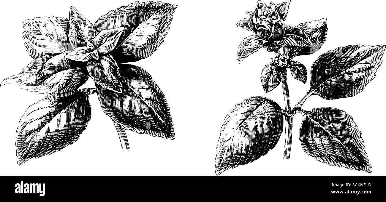 Engraved illustration set of fresh basil plants for botanical designs and artworks. Stock Vector