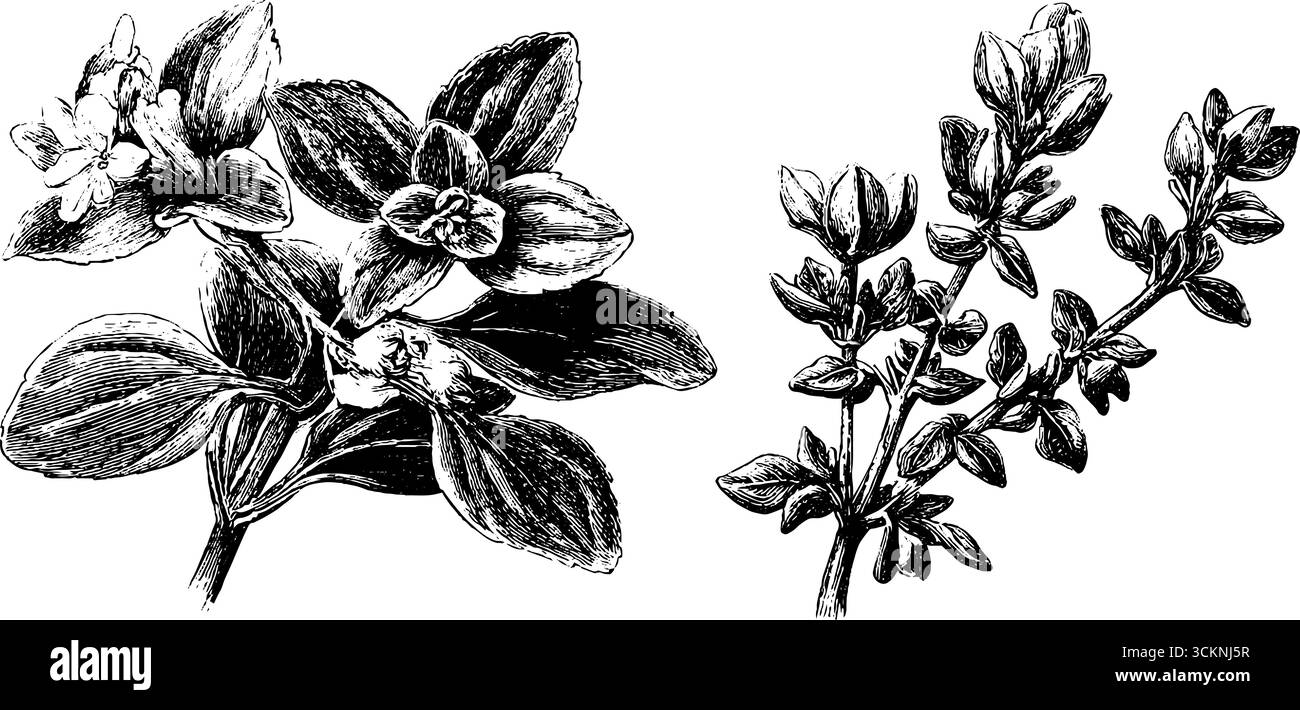Elegant botanical illustration of oregano and marjoram for herbal design projects. Stock Vector