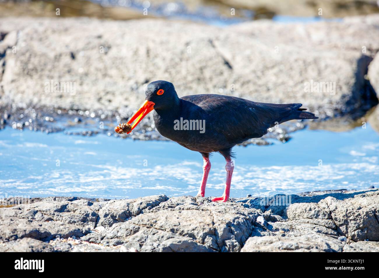 Photograph of a Sooty Oystercatcher bird searching for food amongst rocks and water along a rocky coastline in the Illawarra region of NSW. Stock Photo