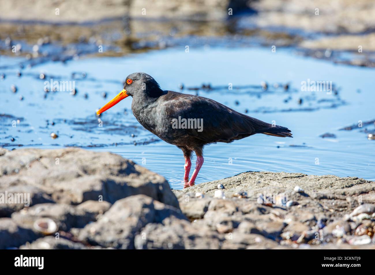 Photograph of a Sooty Oystercatcher bird searching for food amongst rocks and water along a rocky coastline in the Illawarra region of NSW. Stock Photo