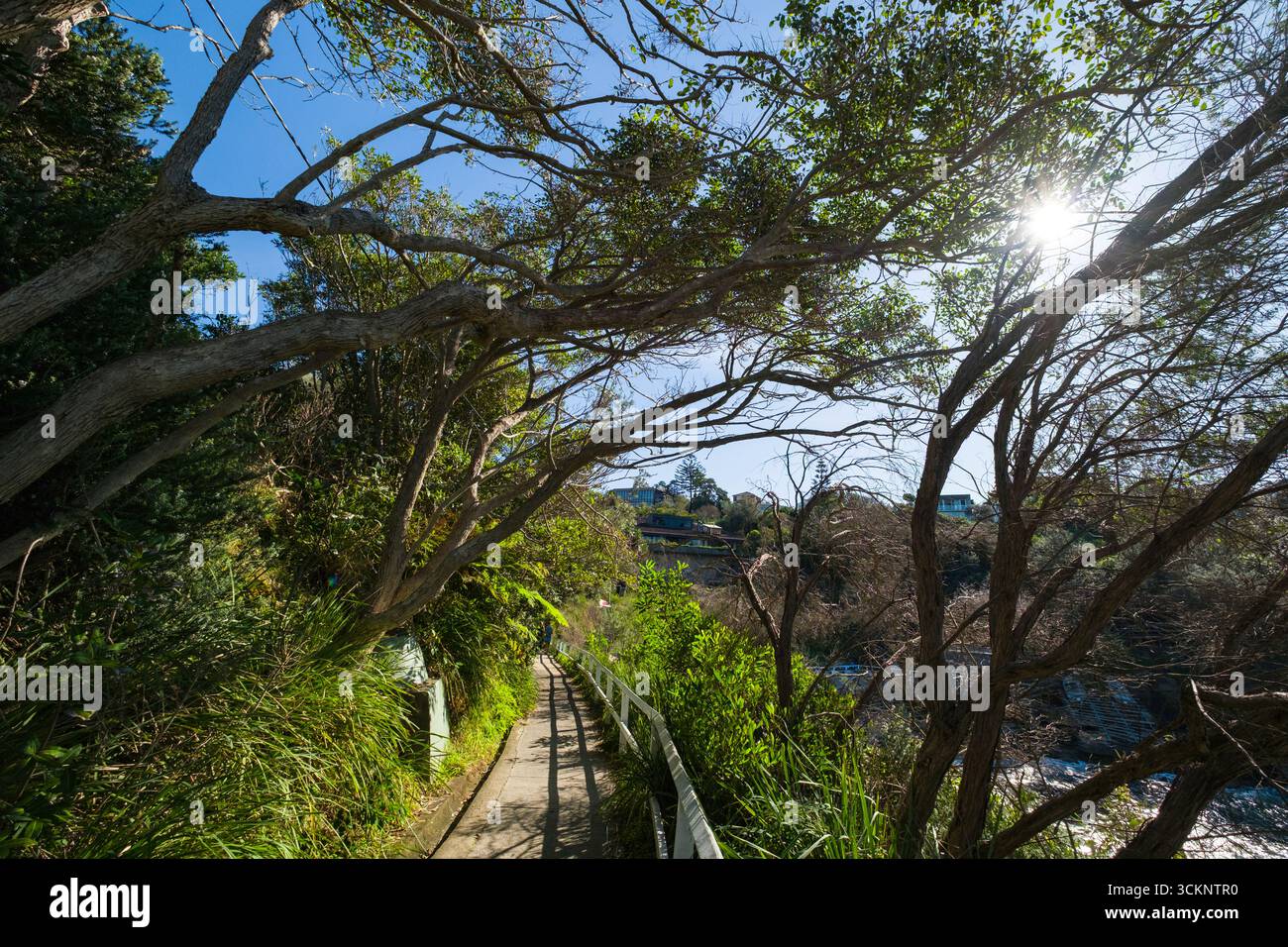 A tranquil pedestrian pathway runs through a forested area, surrounded ...
