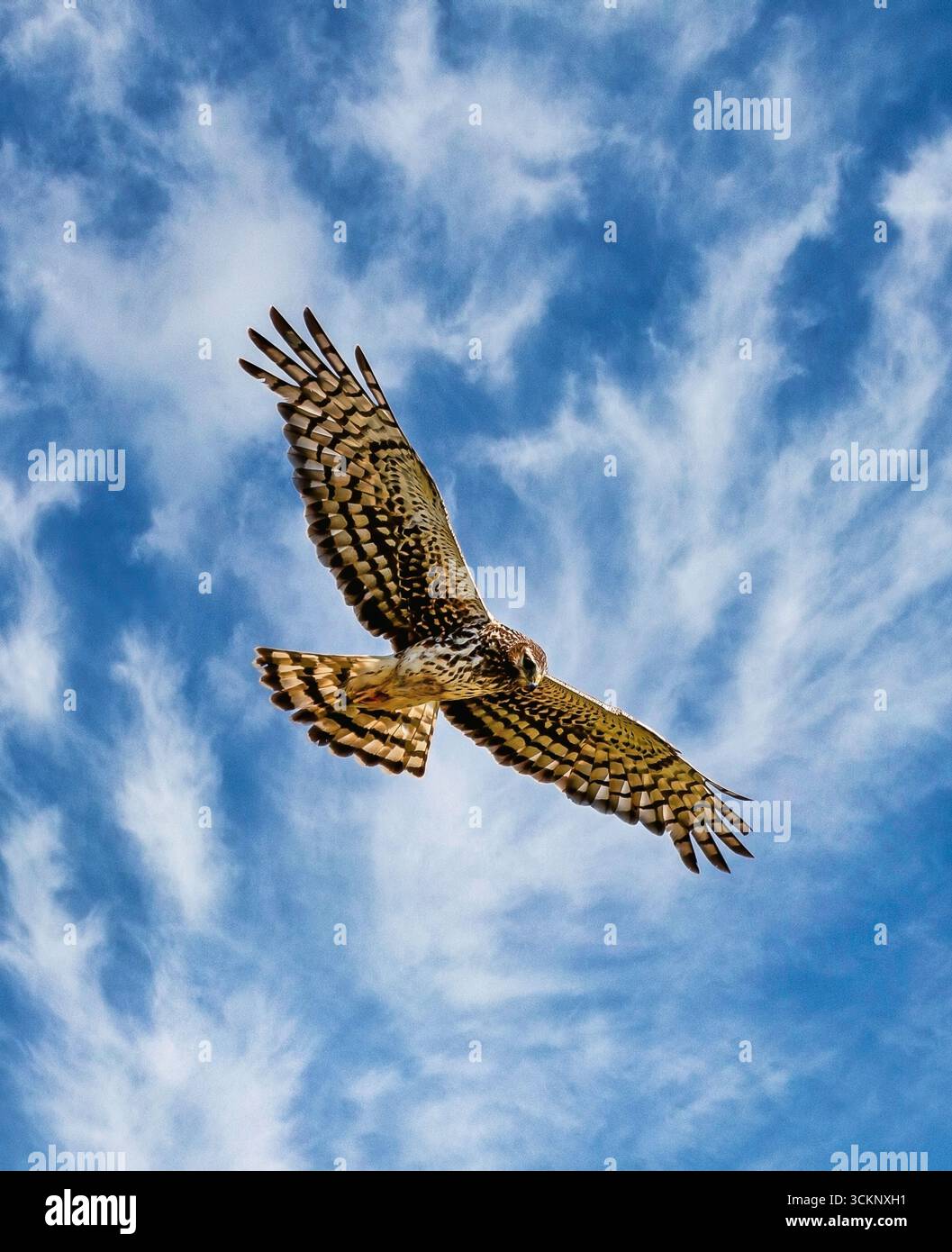 Northern harrier hi-res stock photography and images - Alamy