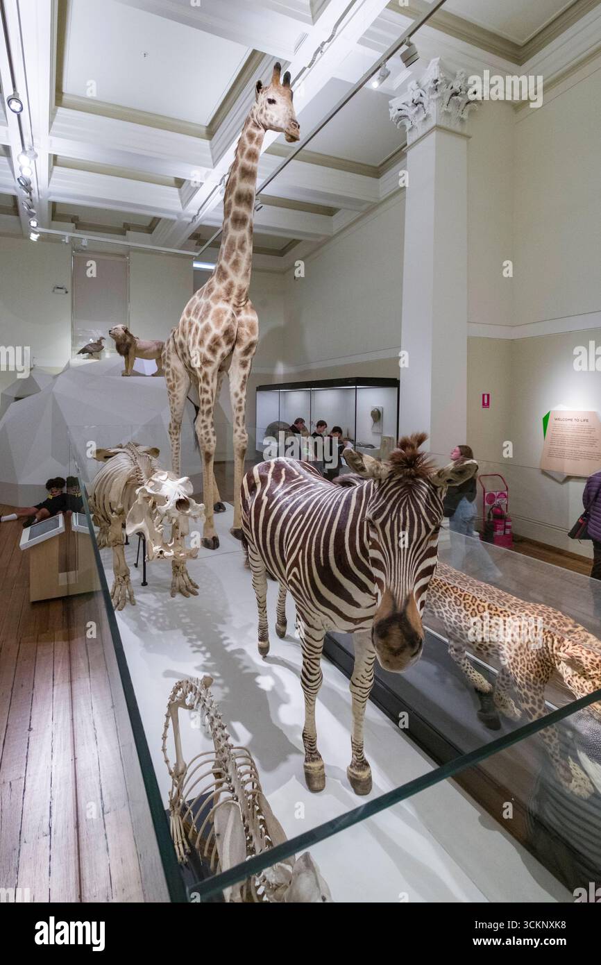 置物 GIRAFFE AND ZEBRA An intricate natural history museum exhibit showcasing lifelike