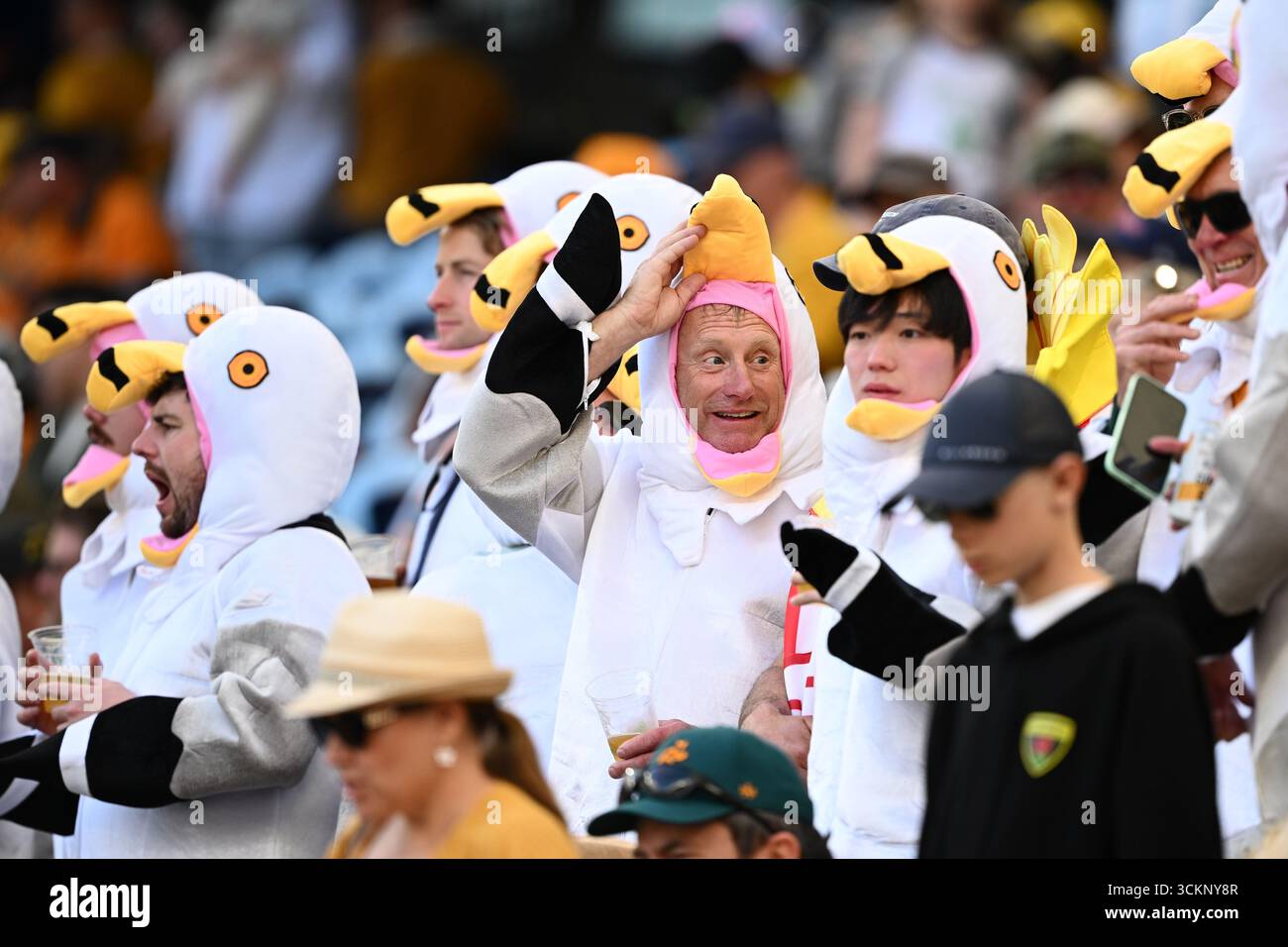 Spectator Watching Rugby Match Spectators are seen ahead of the Rugby Championship test match between ...