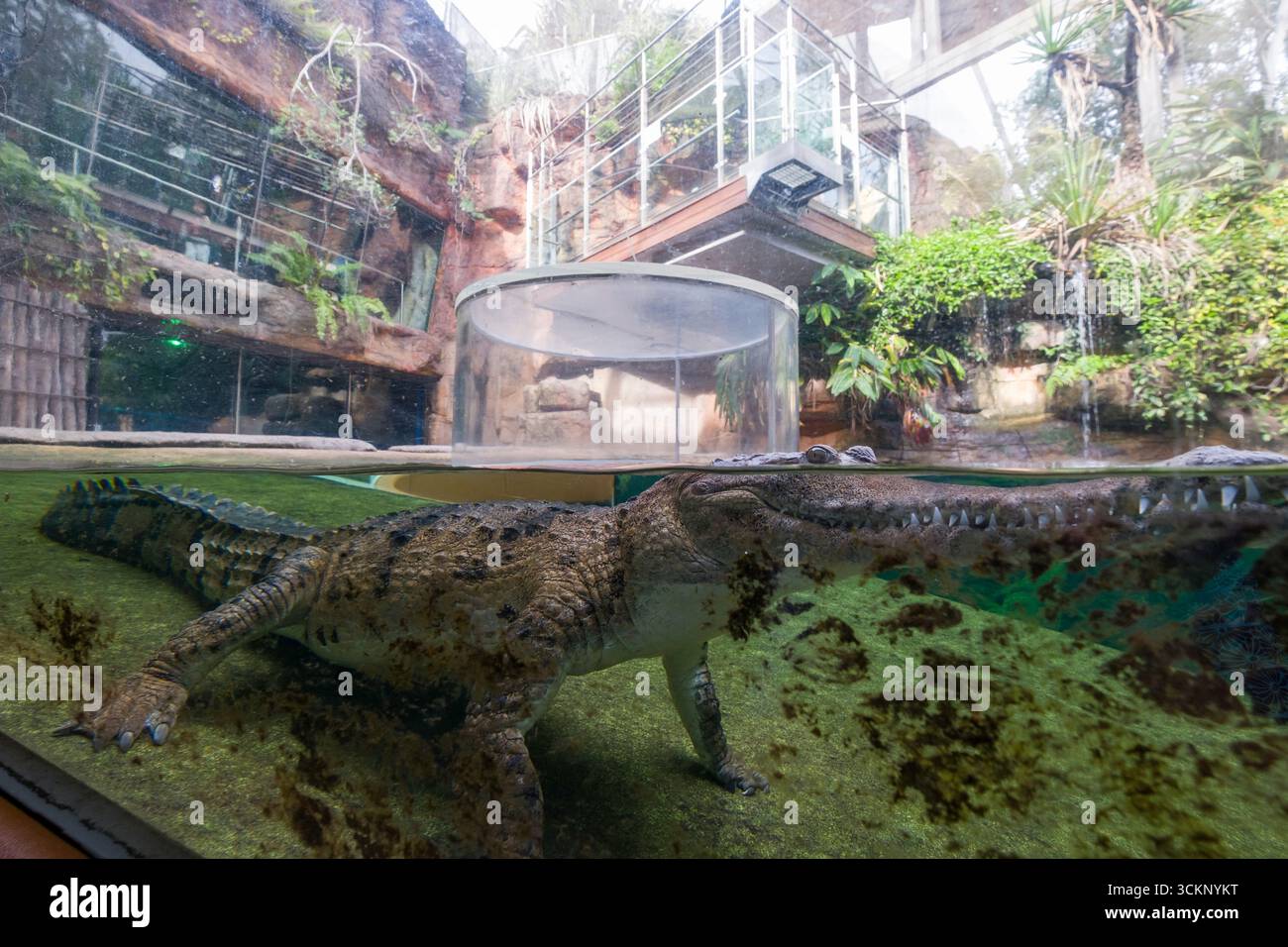 Zoo Safety Protocols and Public Oversight Zoo Safety Protocols and Public Oversight