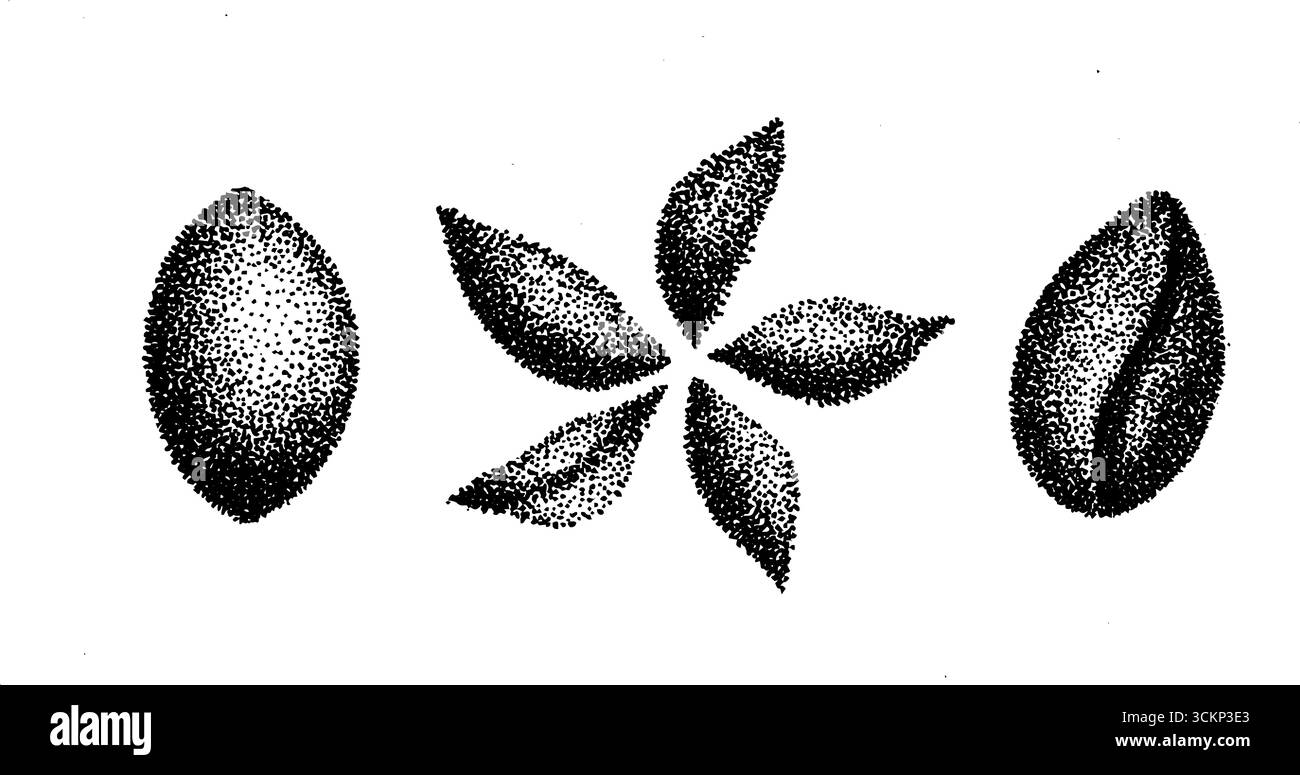 Detailed stippling ink art featuring citrus fruits and blossoms for ...