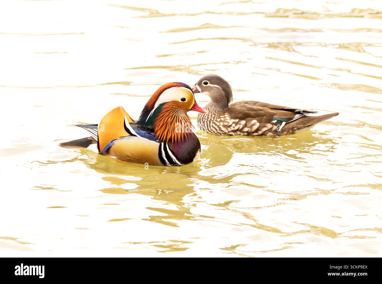 Mandarin ducks leisurely swimming in the lake Stock Photo - Alamy