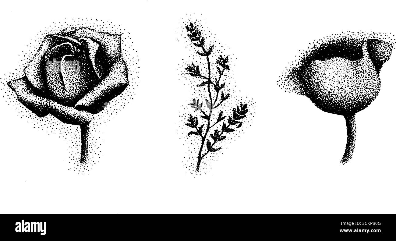 Detailed stippling ink art featuring rose and floral elements Stock ...