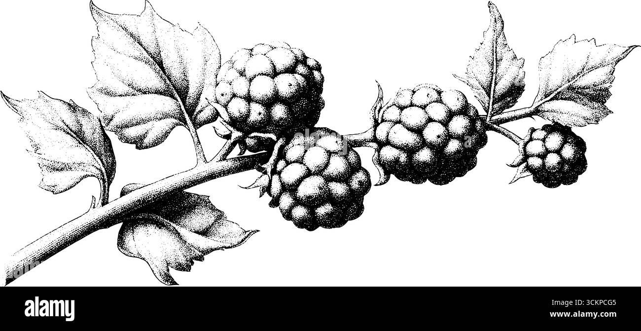 Mulberry Tree Pattern Detailed dotwork tattoo design of a mulberry cluster on branch Stock ...
