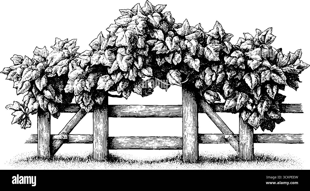 Curated visual reference: Fresh Look at Open Traditional Wooden Farm Gate Black And White Stock Photos