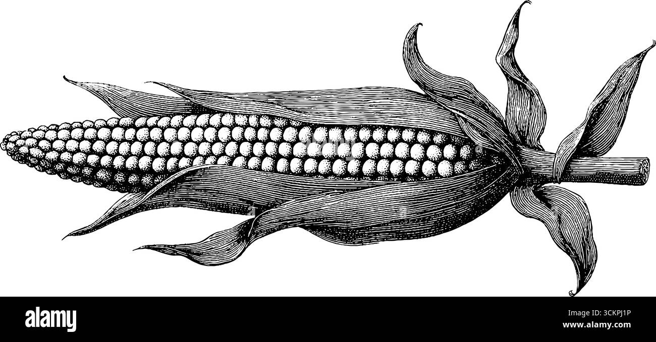 Detailed dotwork tattoo design of sweet corn cob partially in husk for ...