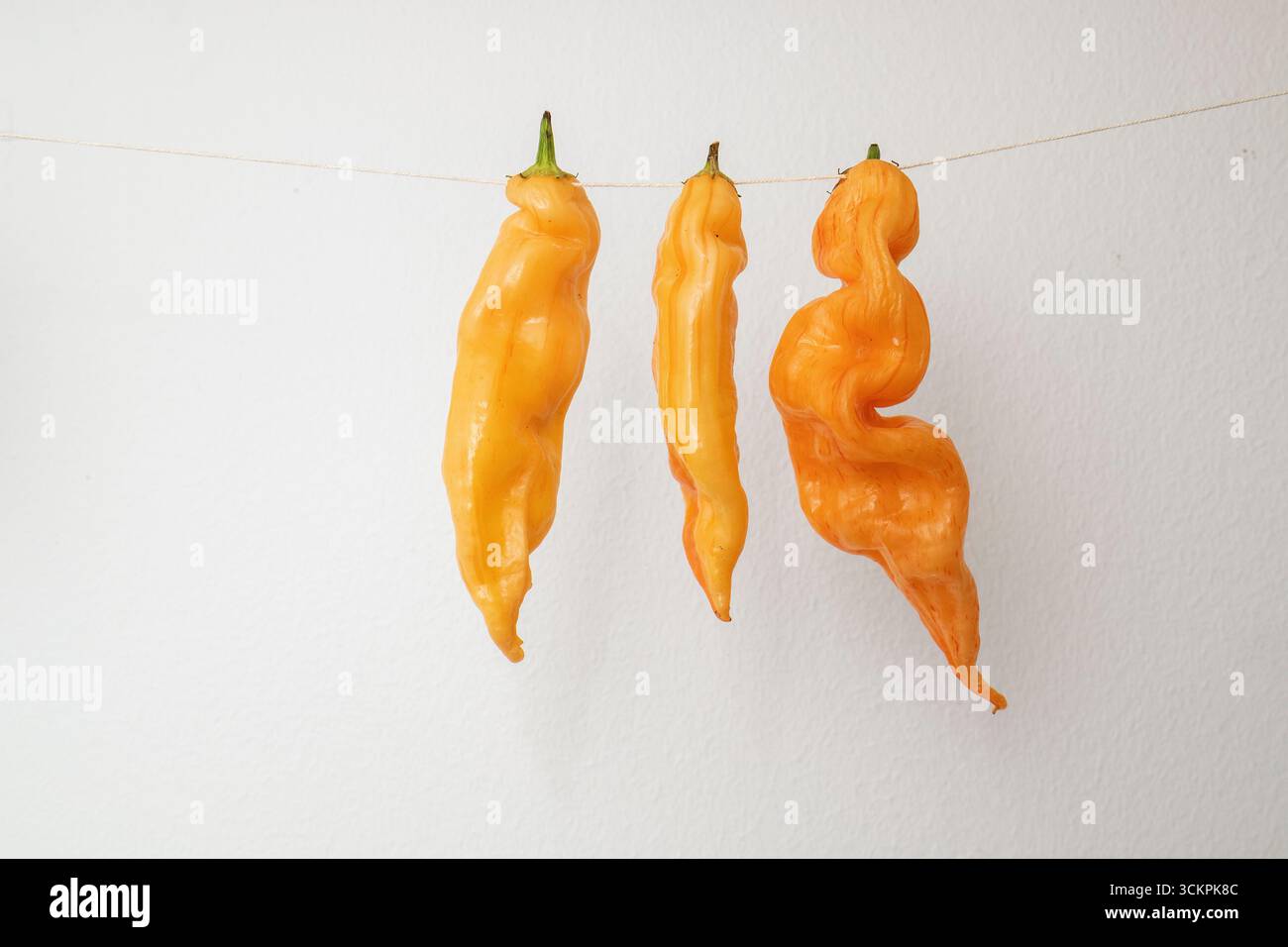 Yellow chillies drying against whitewashed wall, Stock Photo