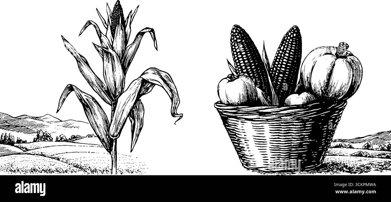 Basket for maize Black and White Stock Photos & Images - Alamy