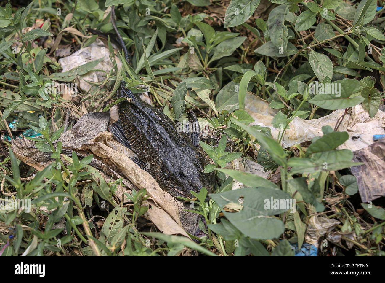 Batangas, Calabarzon region, Philippines. Sept 13, 2025. A Janitor fish (Pterygoplichthys sp.), one of the most destructive invasive freshwater fish in Philippine rivers, lies on the riverbank among debris. Local Filipino fishermen caught it in their nets but discarded it, as the species is not eaten and is considered harmful to the ecosystem & biodiversity. Native to South America, janitor fish were introduced in the Philippines through the aquarium trade and have since spread in rivers, where they compete with native fish & damage riverbanks by burrowing. Credit: Kevin Izorce/Alamy Live News Stock Photo
