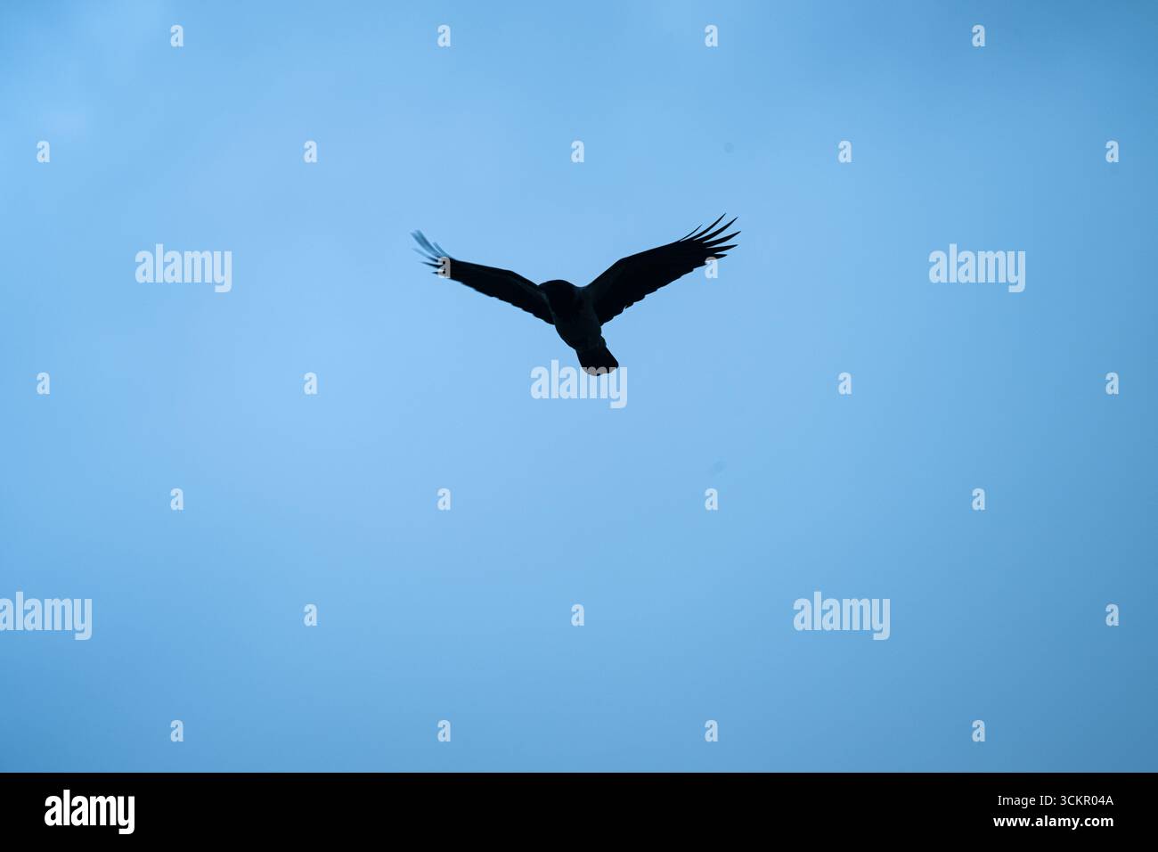 silhouette of a bird soaring in the sky with wings spread wide Stock ...