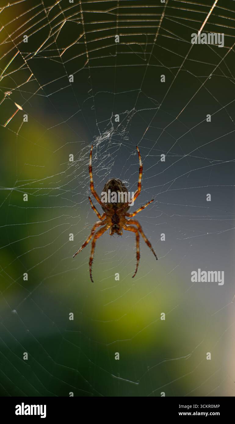 European garden spider Araneus diadematus in a web Stock Photo - Alamy