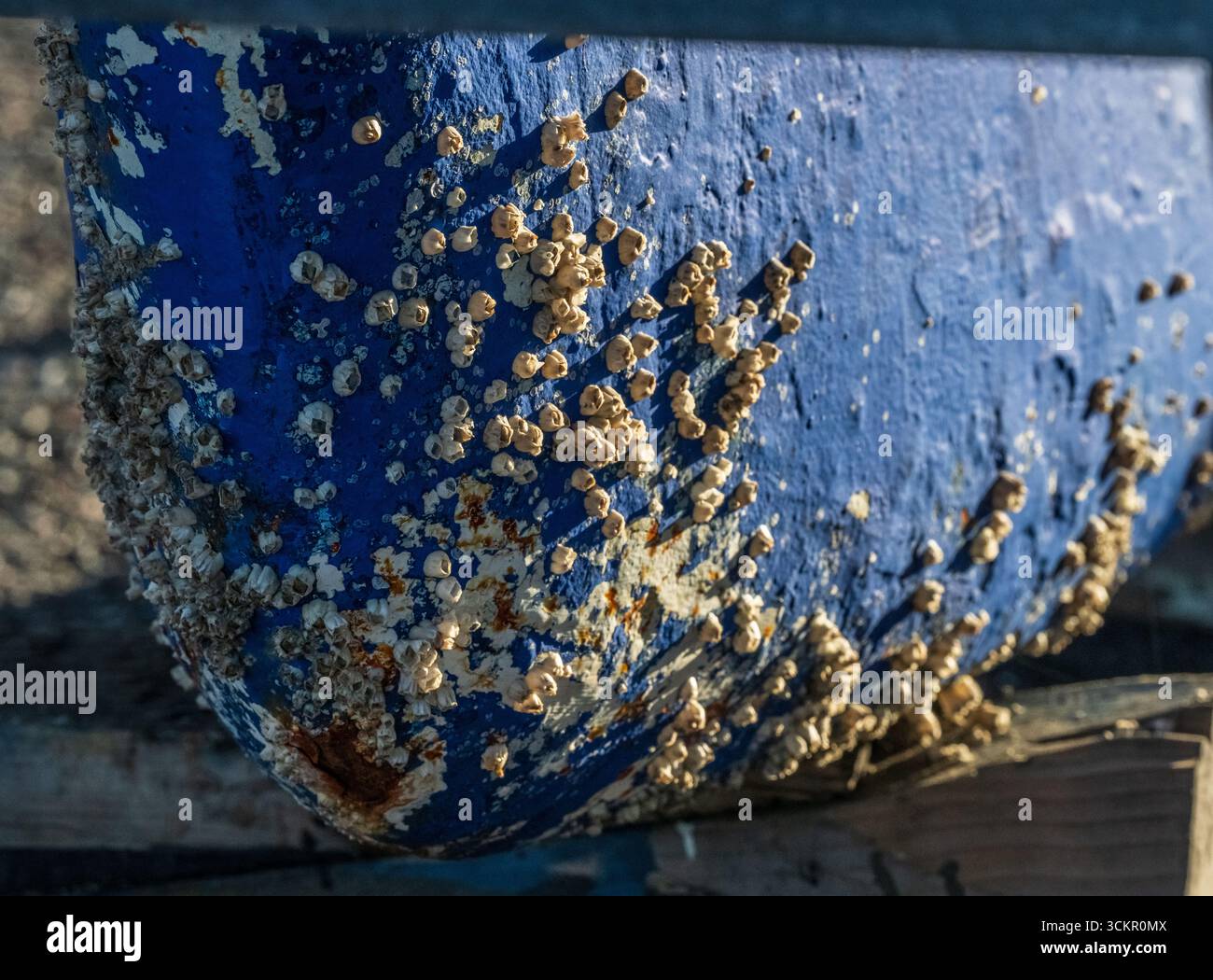 Barnacle covering a blue boat hull Stock Photo