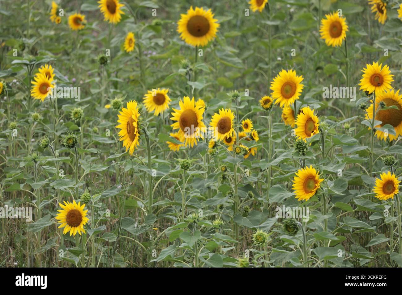 A sunflower crop growing in a field in West Sussex, England Stock Photo