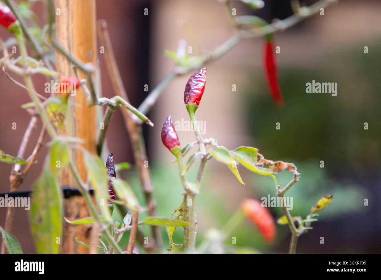Chile piquin. It's a small, very hot chili pepper native to the Mexican ...