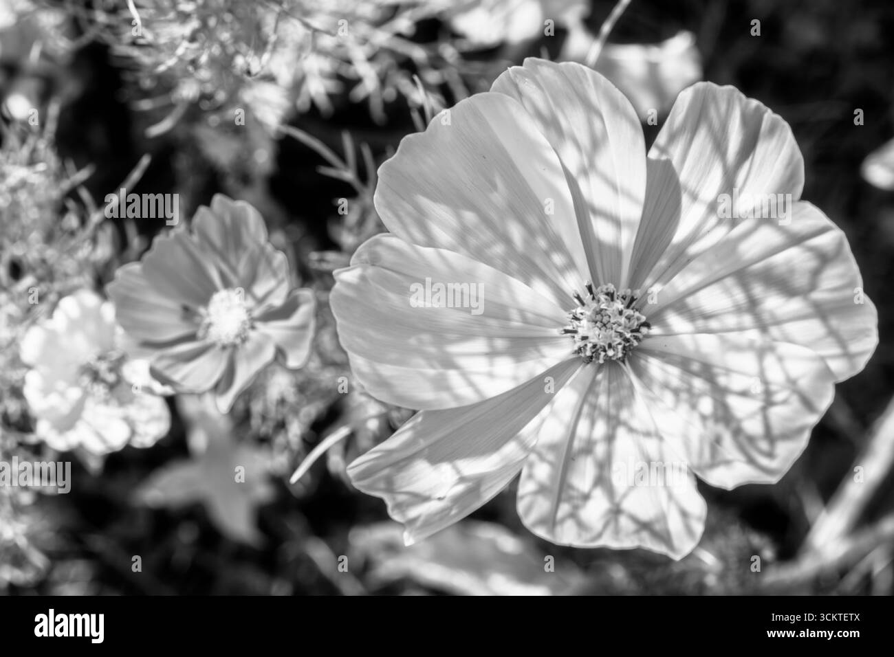 Romantic cosmos Black and White Stock Photos & Images - Alamy
