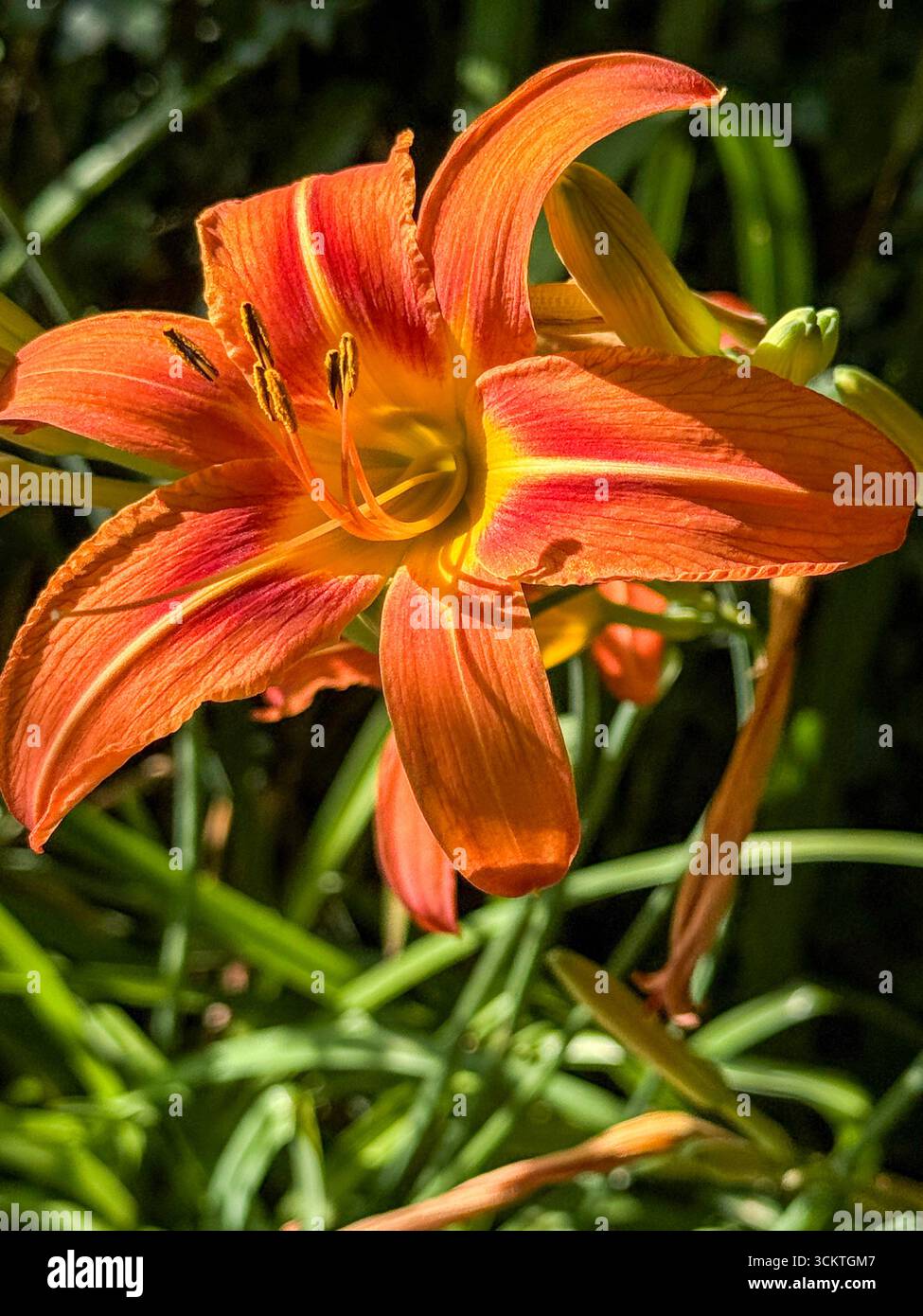 An Orange Day-Lily plant grown in a domestic garden in Tuscany, Italy.   Its native range is Asia, including China and Japan, but it has naturalized i - Smartphone Captured Stock Image