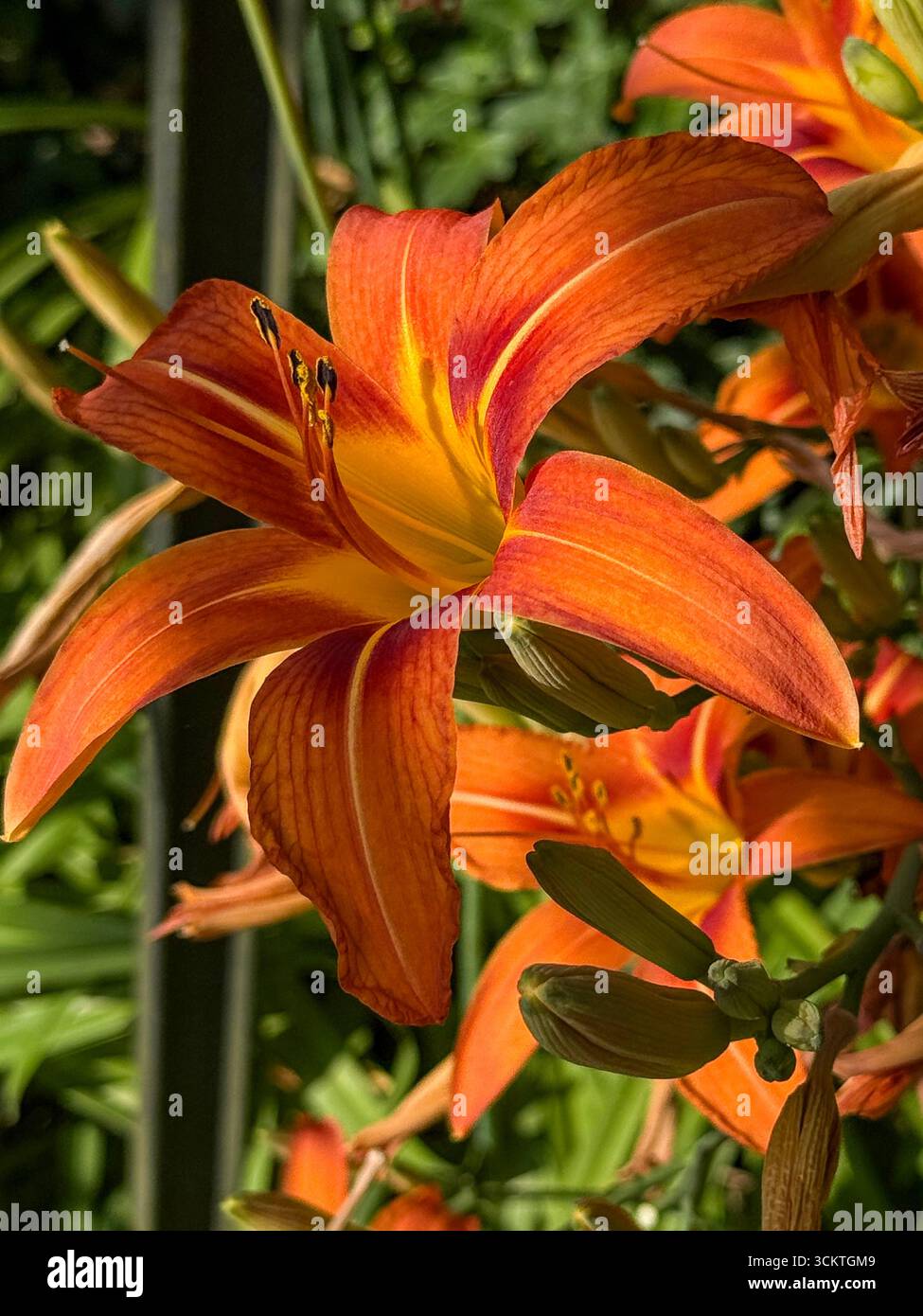 An Orange Day-Lily plant grown in a domestic garden in Tuscany, Italy.   Its native range is Asia, including China and Japan, but it has naturalized i - Smartphone Captured Stock Image
