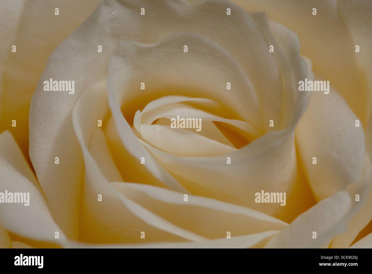 Macro or close up image of a pale rose showing the detail of the softly folded petals of the flower itself Stock Photo