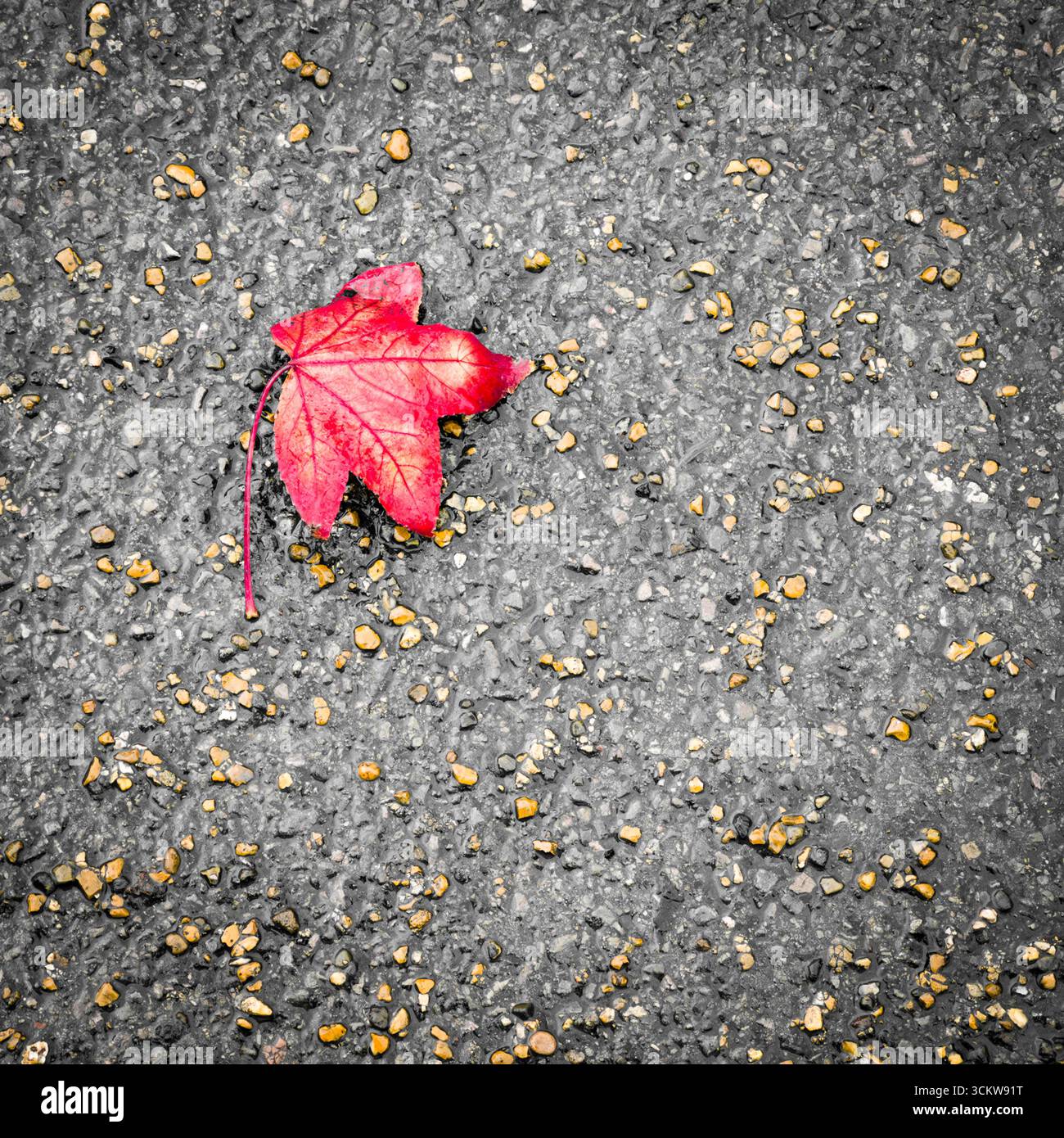 A single bright red leaf in Autumn rests on a path - Smartphone Captured Stock Image