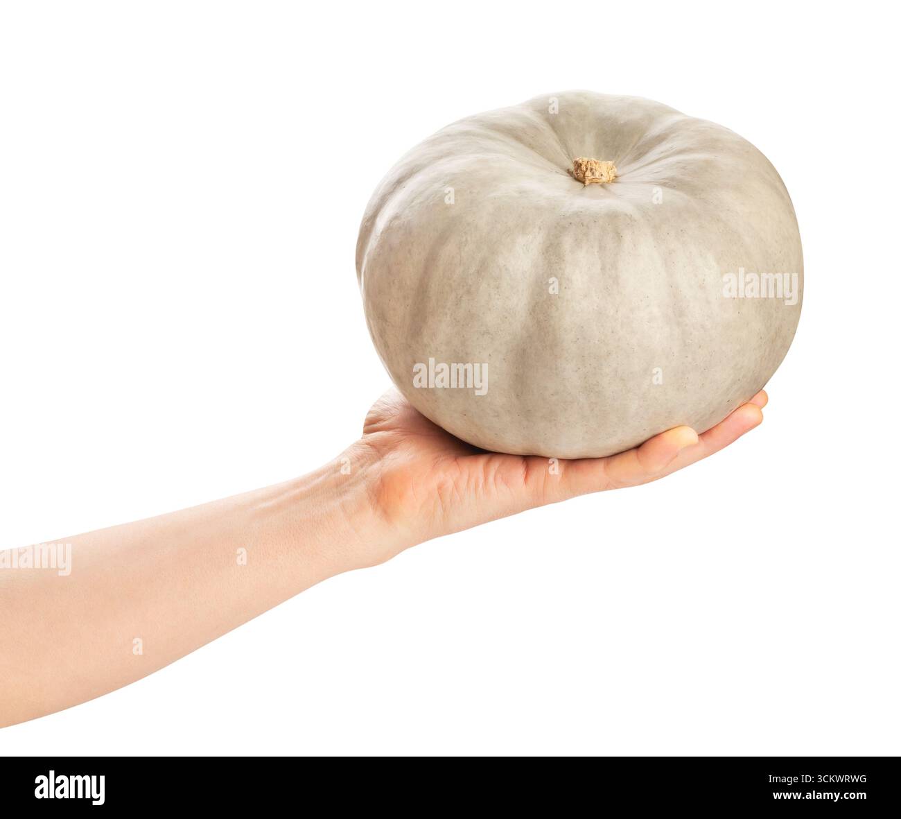 grey pumpkin in hand path isolated on white Stock Photo