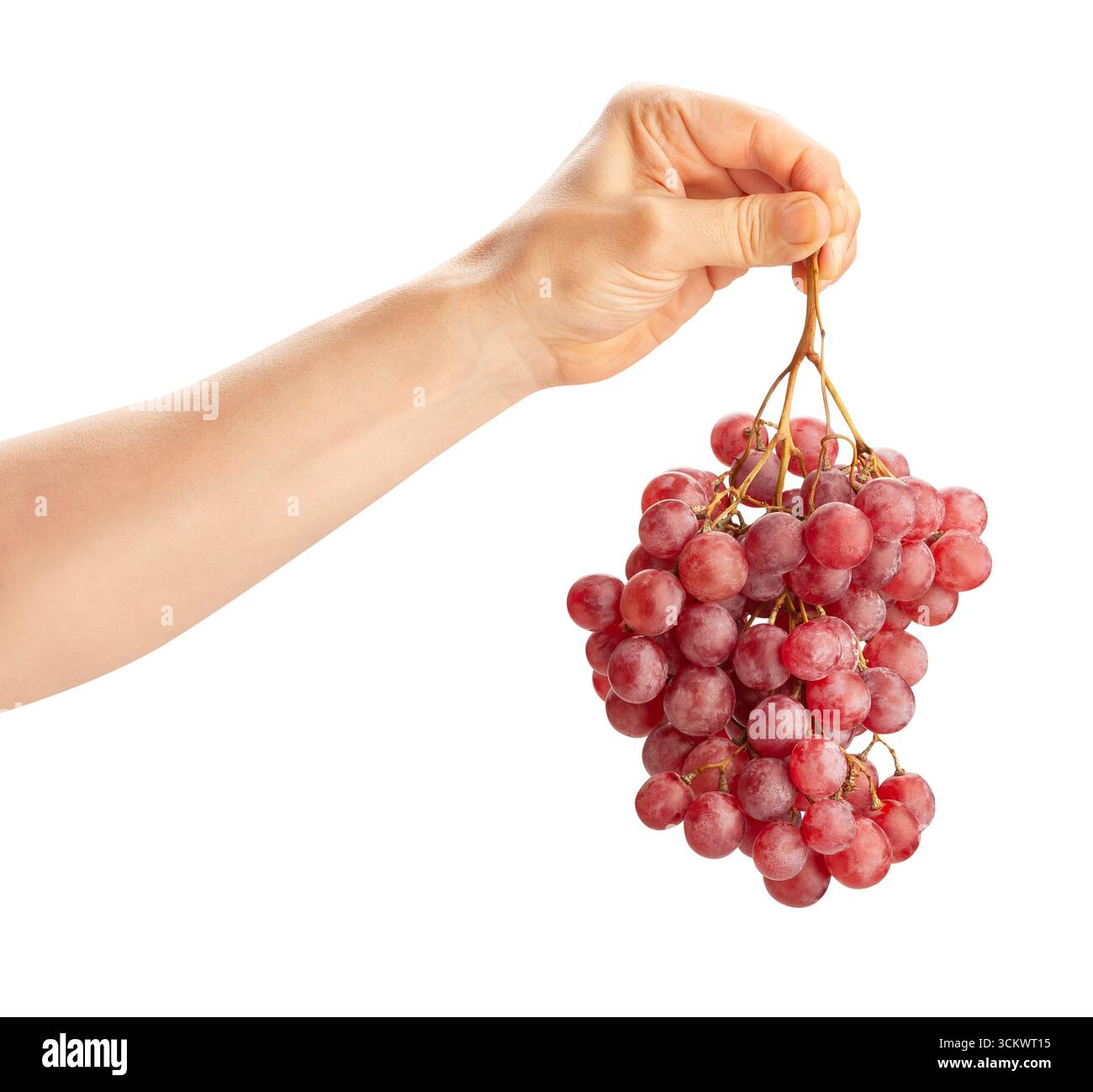 red grape in hand path isolated on white Stock Photo