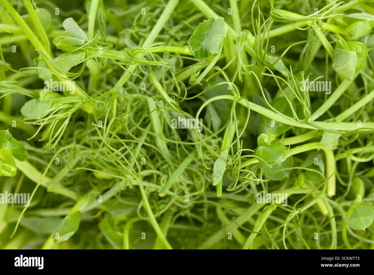 pea micro green superfood closeup Stock Photo