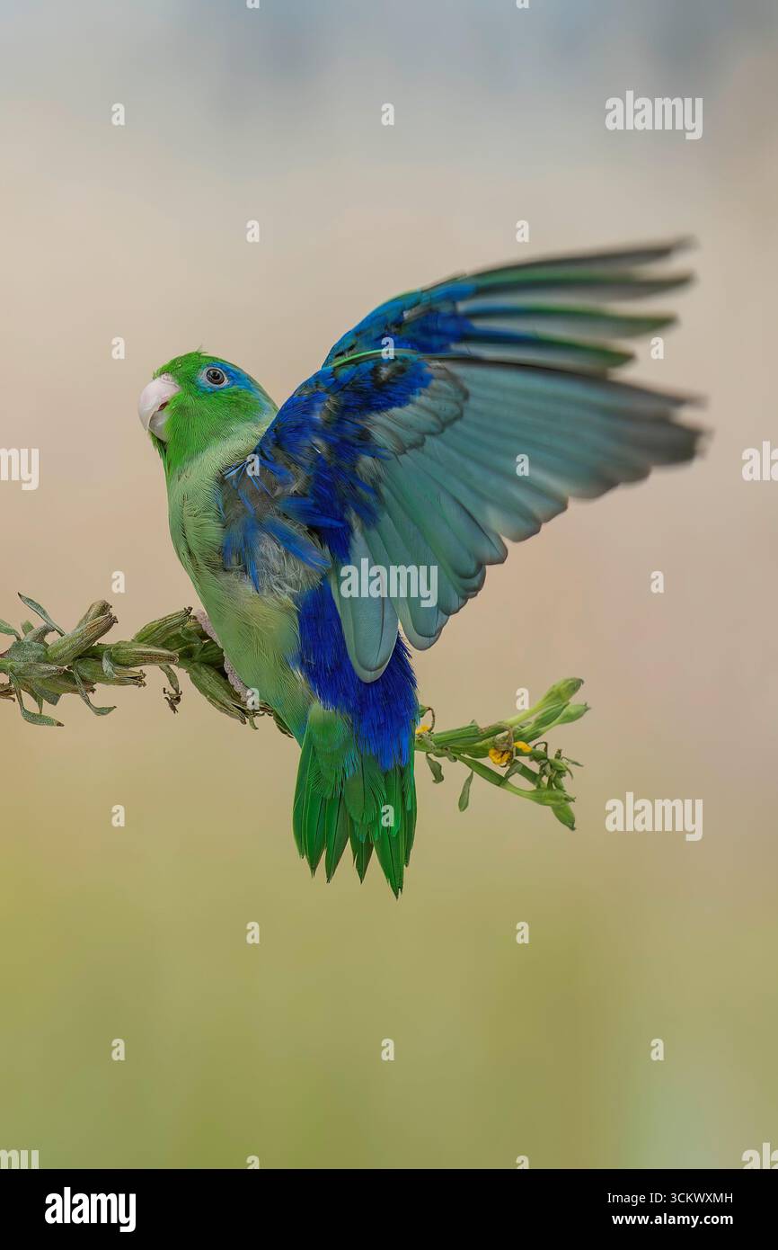 Photo inspiration: Minimize Parrotlet Screaming Reference: Spectacled Parrotlet Forpus Conspicillatus Hi Res Stock Photography And
