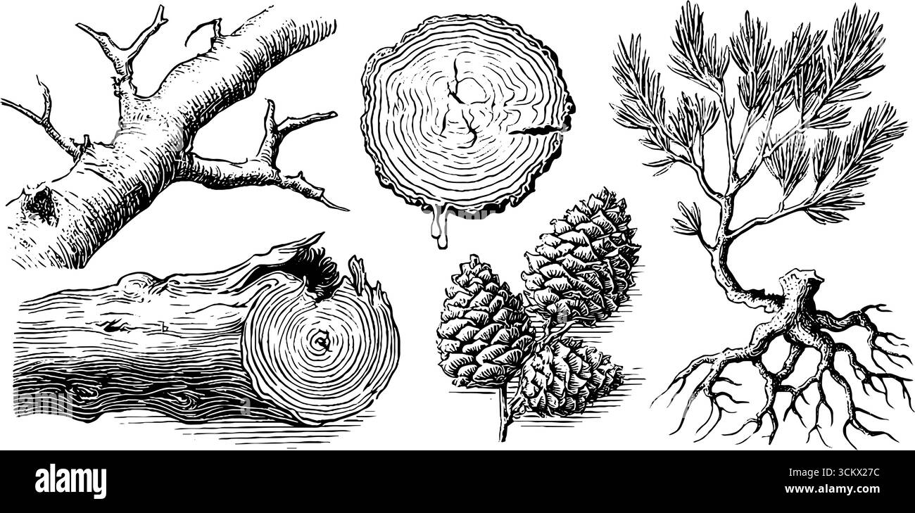 Cross section conifer tree Stock Vector Images - Alamy