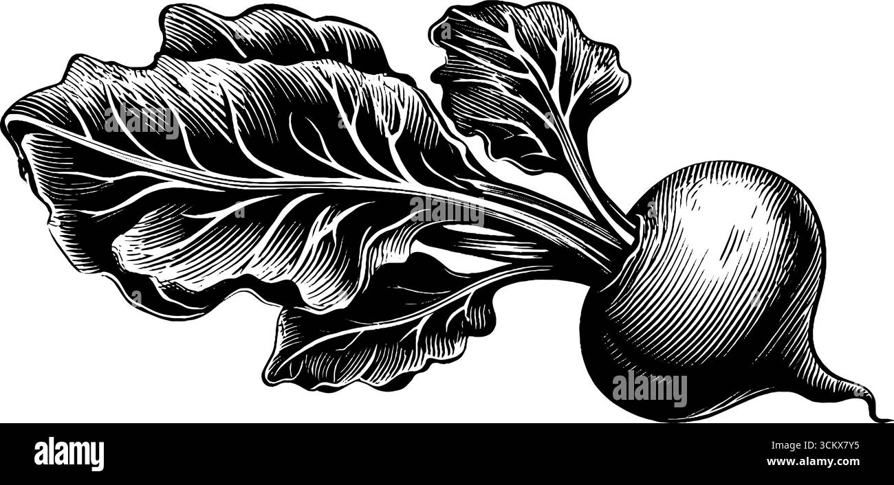 intricate-black-and-white-beetroot-illustration-with-curled-leaves-for