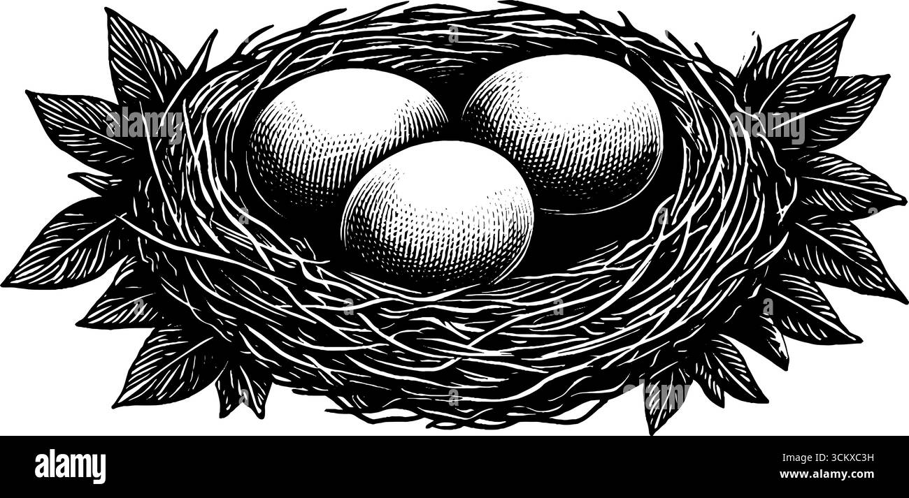 Black and white illustration of bird nest with three eggs Stock Vector ...