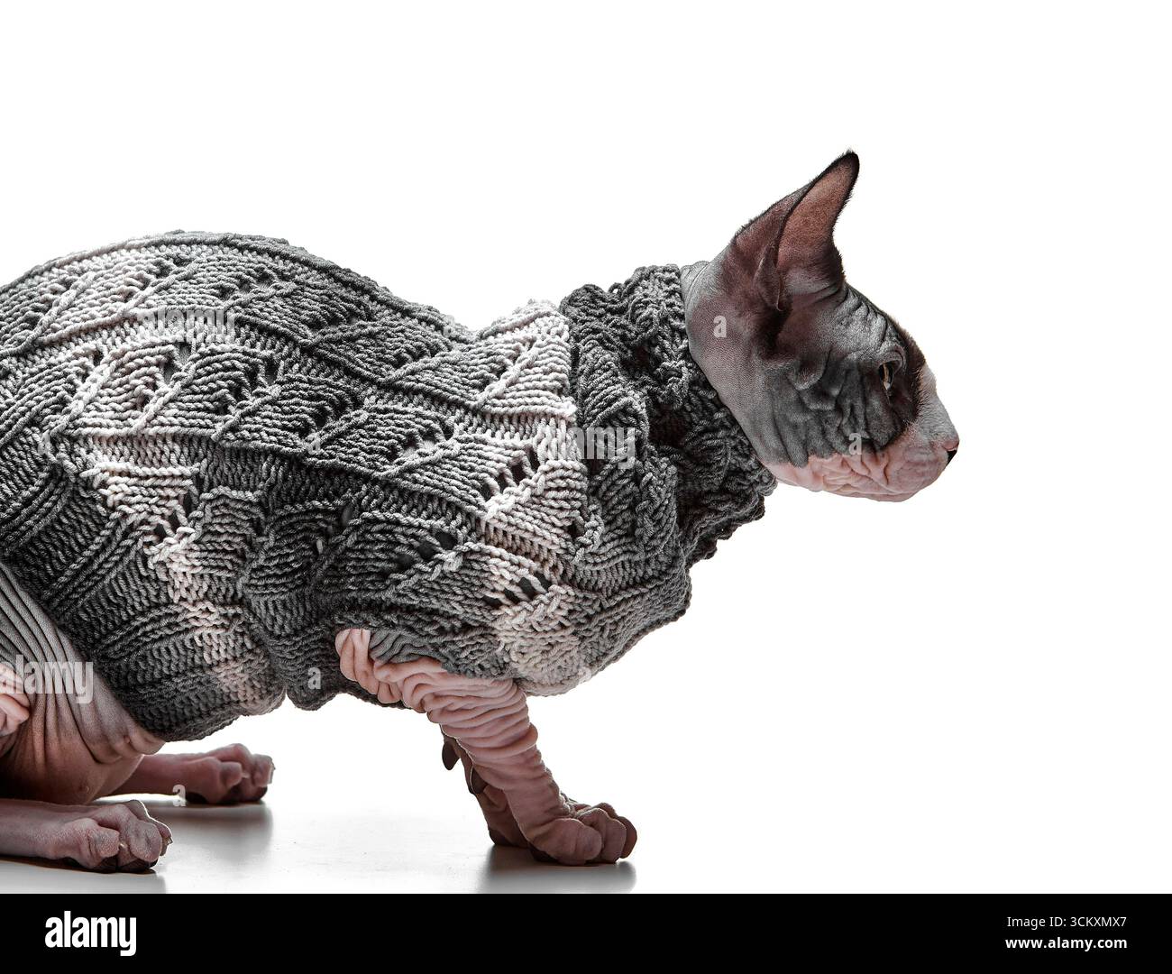 A side view of a Canadian Sphynx cat in a knitted sweater is shown isolated on white background. The elegant posture captures the breed’s distinctive Stock Photo