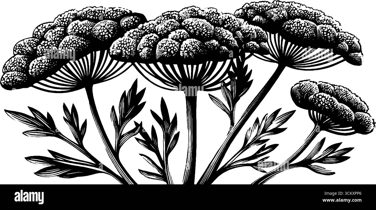 Black and white illustration of flowering dill plant with detailed ...