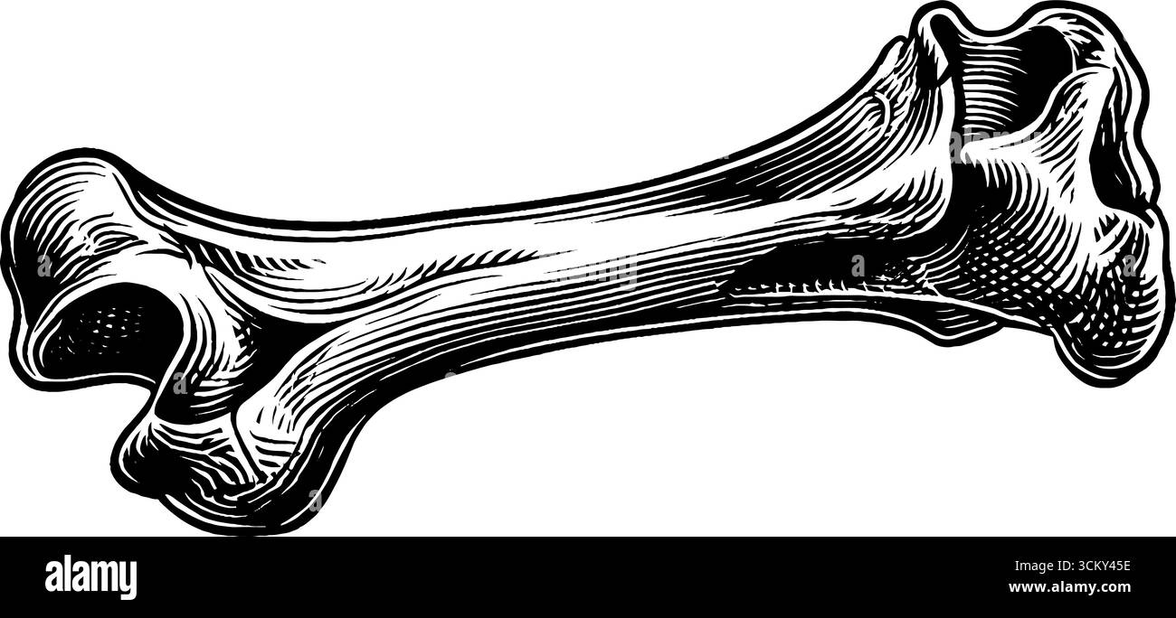 Detailed black and white illustration of a human femur bone cross ...