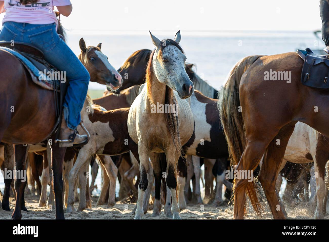 A Chincoteague pony stands between two Saltwater Cowboys and their horses during the Beach Walk at the Assateague Island National Seashore in Virginia. Stock Photo