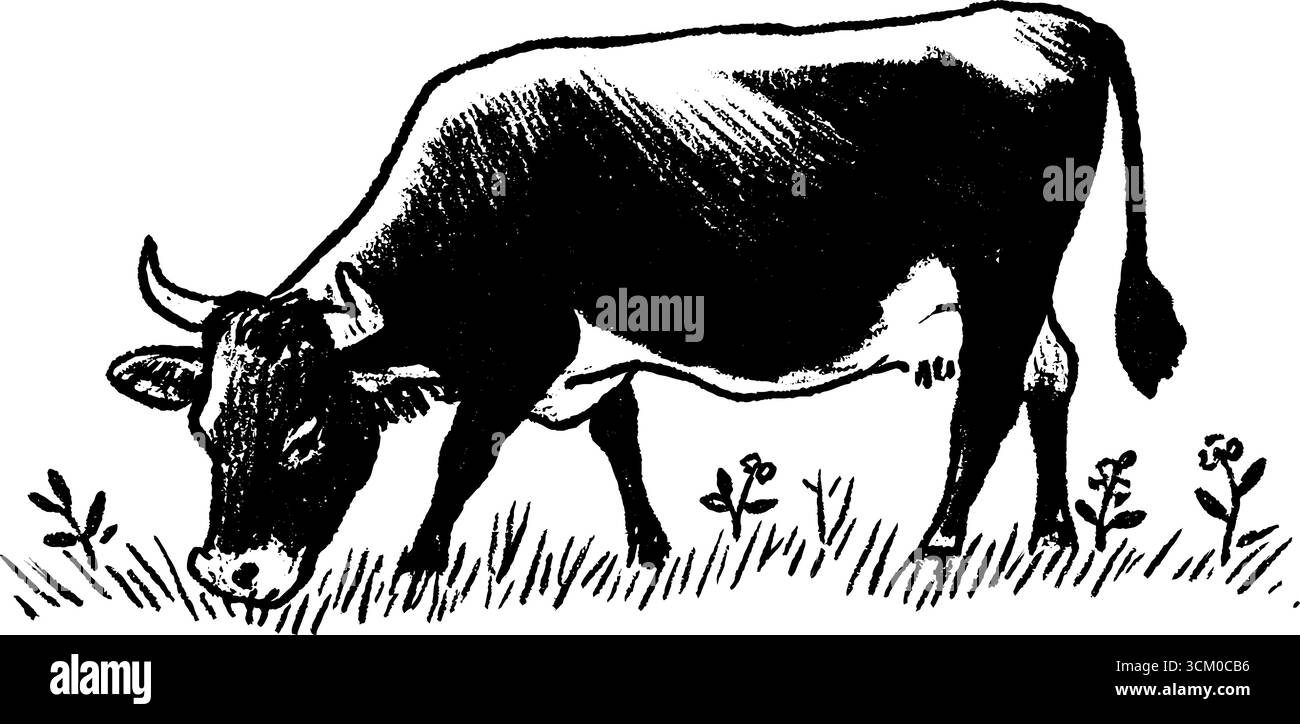 Black bold pencil sketch of a cow grazing in a field Stock Vector Image ...
